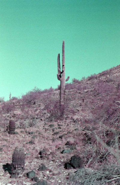 halle by zeno gill saguaro cactus