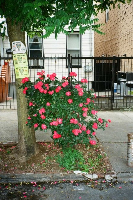 bedfordtowers williamsburg roses