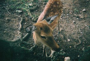 symphony of views Dear