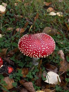 symphony of views Inhabitant of Woodland