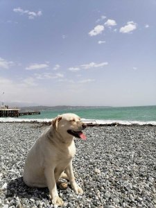 symphony of views Seaside Serenity: Paws in the Stone Sand 